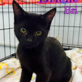 BRI -  Domestic Short Hair Cat for Adoption in Schnecksville, Pennsylvania - BRI | PetCurious