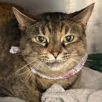 Domestic Short Hair Cats Available for Adoption in Evansville, Indiana - Raja | PetCurious