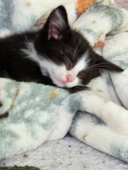 Rescue Domestic Short Hair Cats for Adoption in Adrian, Michigan - Trevor | PetCurious