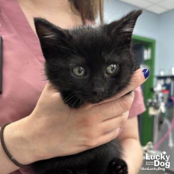 Domestic Short Hair Cats Available for Adoption in Washington, District Of Columbia - Sooty | PetCurious
