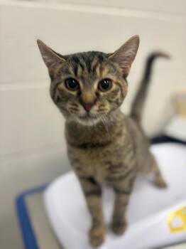 Rescue Domestic Short Hair Cats for Adoption in Sheboygan, Wisconsin - Magnus | PetCurious