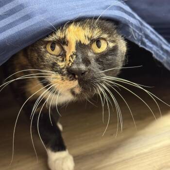 Aphrodite -  Domestic Short Hair Cat for Adoption in Nampa, Idaho - Aphrodite | PetCurious