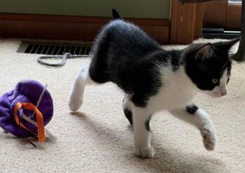 Dottie -  Domestic Medium Hair Cat for Adoption in Lorain, Ohio - Dottie | PetCurious