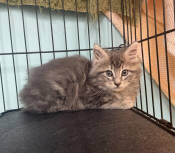 Grasshopper -  Domestic Long Hair and Maine Coon Cat for Adoption in Hudson, New York - Grasshopper | PetCurious