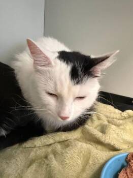 Jade -  Domestic Medium Hair Cat for Adoption in Kingman, Arizona - Jade | PetCurious