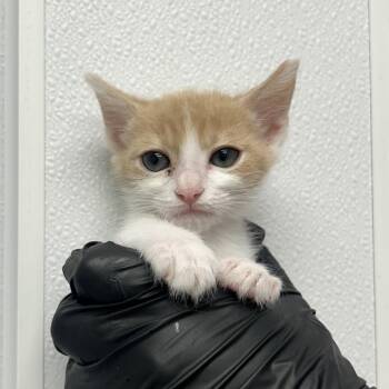 Straitjacket -  Domestic Short Hair Cat for Adoption in Abilene, Texas - Straitjacket | PetCurious