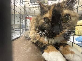 Domestic Long Hair Cats Available for Adoption - MANZANA | PetCurious