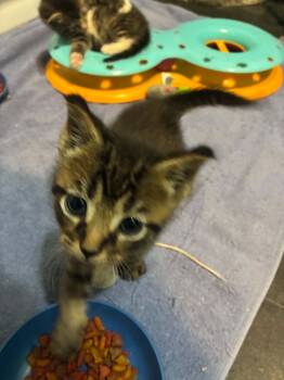 Toby -  Tabby Cat for Adoption in Inez, Kentucky - Toby | PetCurious