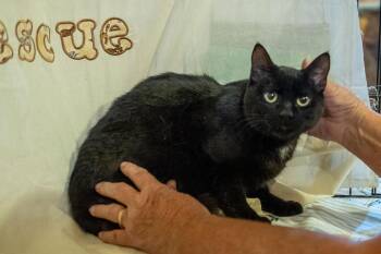 Marshall -  Domestic Short Hair Cat for Adoption in Cardwell, Montana - Marshall | PetCurious