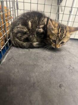 Domestic Short Hair Cats Available for Adoption in Sevierville, Tennessee - Tabasco | PetCurious