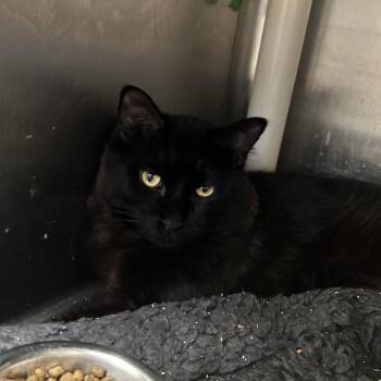 Vhagar -  Domestic Long Hair Cat for Adoption in Los Angeles, California - Vhagar | PetCurious