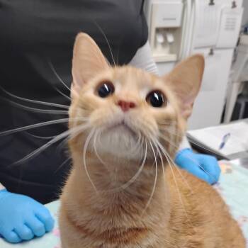 Domestic Short Hair Cats Available for Adoption - Feline Dion @ PetSmart On Dorchester Road | PetCurious