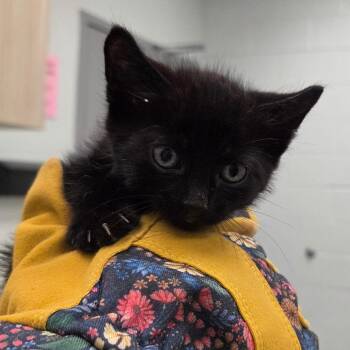 Sebastian Albert -  American Shorthair Cat for Adoption in Chattanooga, Tennessee - Sebastian Albert | PetCurious