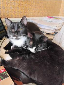 Bootsie -  Domestic Short Hair Cat for Adoption in Rochester, New York - Bootsie | PetCurious