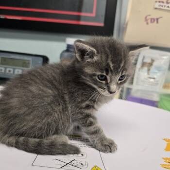 Domestic Short Hair Cats Available for Adoption in Edwardsville, Illinois - Mbk_3 | PetCurious