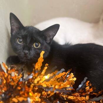Ainsley -  Domestic Short Hair Cat for Adoption in Groveland, Massachusetts - Ainsley | PetCurious