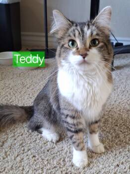 Maine Coon and Domestic Long Hair Cats Available for Adoption - :::Teddy::: | PetCurious