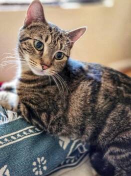 Lyric -  Domestic Short Hair Cat Available for Adoption in Fairfax, Virginia - Lyric | PetCurious