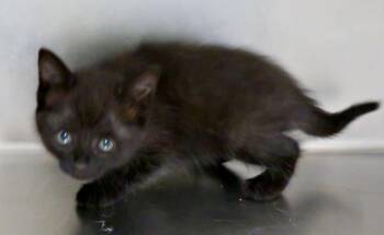 Marj -  Domestic Short Hair Cat for Adoption in Lexington, Virginia - Marj | PetCurious