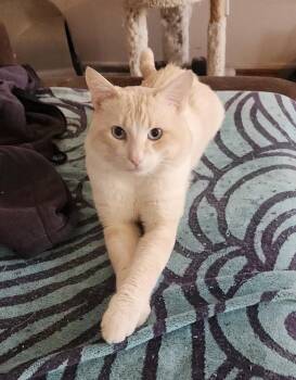 Flame and Cream Point Siamese- Owner Passed -  Domestic Short Hair Cat for Adoption in Torrance, California - Flame And Cream Point Siamese- Owner Passed | PetCurious