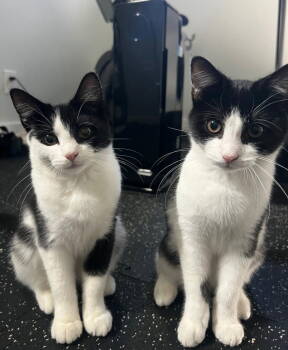 Rescue Domestic Short Hair Cats for Adoption in Hazlet, New Jersey - Spot | PetCurious