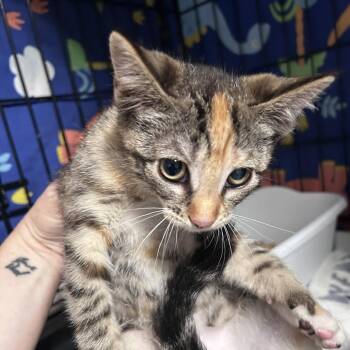 Domestic Short Hair Cats Available for Adoption in Chino Hills, California - Clove (C000-129)- City Of Industry Location | PetCurious