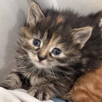 Domestic Short Hair Cats Available for Adoption in Dallas, Texas - Brandy | PetCurious