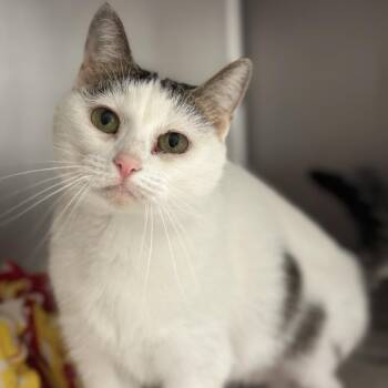 Cinq -  Domestic Short Hair Cat for Adoption in Matteson, Illinois - Cinq | PetCurious