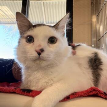 Domestic Medium Hair Cats Available for Adoption - Spaghetti | PetCurious