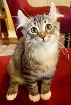 Rescue Domestic Medium Hair and American Curl Cats for Adoption in Pointe-claire, Quebec - Cappuccino | PetCurious