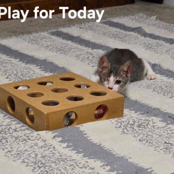 Play For Today -  Domestic Short Hair Cat for Adoption in Fredericksburg, Virginia - Play For Today | PetCurious
