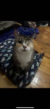 Domestic Short Hair Cats Available for Adoption in Manchester, New Hampshire - Honeycomb - IN FOSTER | PetCurious