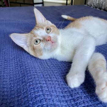 Rescue Domestic Medium Hair Cats for Adoption in Fishers, Indiana - Patrick Star | PetCurious