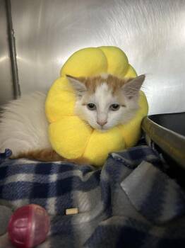 Domestic Short Hair Cats Available for Adoption in New Cumberland, West Virginia - Nacho | PetCurious