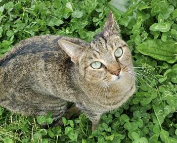 Clove 2 years female AVAILABLE 6/24 -  Domestic Short Hair Cat for Adoption in Sterling, Massachusetts - Clove 2 Years Female AVAILABLE 6/24 | PetCurious