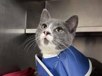 Nathan -  Domestic Short Hair Cat for Adoption in Portland, Oregon - Nathan | PetCurious