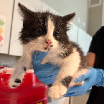 Parmida -  Domestic Medium Hair Cat for Adoption in Huntington, West Virginia - Parmida | PetCurious
