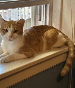 Sherb -  Domestic Short Hair Cat for Adoption in Chicago, Illinois - Sherb | PetCurious