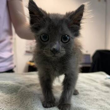 Legitimus 18 -  Domestic Medium Hair Cat for Adoption in Austin, Texas - Legitimus 18 | PetCurious