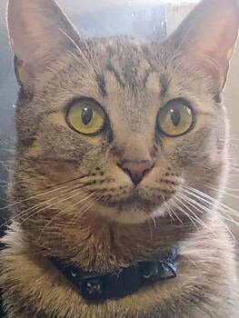 Tig -  Domestic Short Hair Cat for Adoption in Thatcher, Arizona - Tig | PetCurious