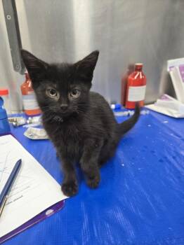LED ZEPPELIN -  Domestic Short Hair Cat for Adoption in Hagerstown, Maryland - LED ZEPPELIN | PetCurious