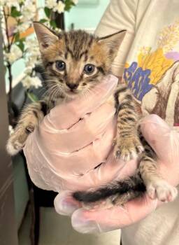 Linguini -  Domestic Short Hair Cat for Adoption in Mobile, Alabama - Linguini | PetCurious