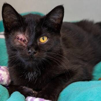 Nick Fury -  Domestic Short Hair Cat for Adoption in Pontiac, Michigan - Nick Fury | PetCurious
