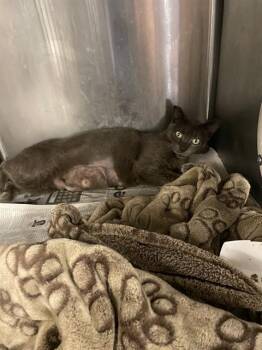 Domestic Short Hair Cats Available for Adoption in Stockton, California - MS. FOREMAN | PetCurious
