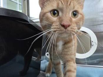 Carrot -  Domestic Short Hair Cat for Adoption in Westland, Michigan - Carrot | PetCurious
