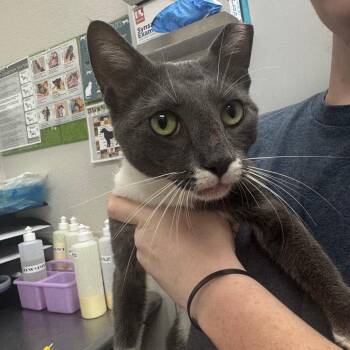 Professor Pancake -  Domestic Short Hair Cat for Adoption in Columbiana, Alabama - Professor Pancake | PetCurious