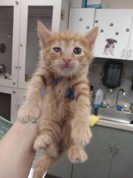 Limonite -  Domestic Short Hair Cat for Adoption in Palm Coast, Florida - Limonite | PetCurious