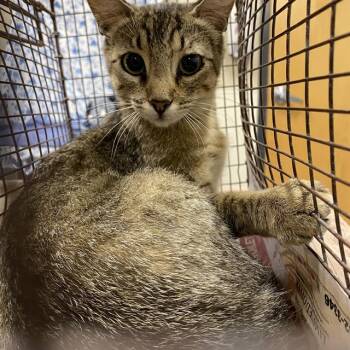 A612161 -  Domestic Short Hair Cat for Adoption in Modesto, California - A612161 | PetCurious