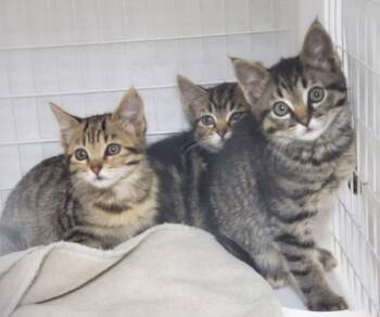 Clark -  Domestic Short Hair Cat for Adoption in Diamond Springs, California - Clark | PetCurious