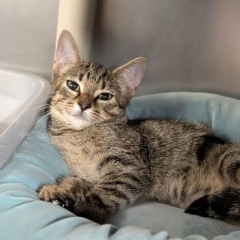 Marceline -  Domestic Short Hair Cat for Adoption in Cape Girardeau, Missouri - Marceline | PetCurious